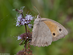 Hyponephele lupinus