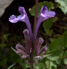 Nepeta cilicia