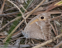Hyponephele dysdora