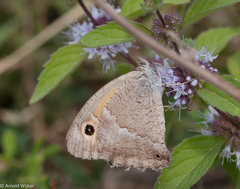 Hyponephele dysdora