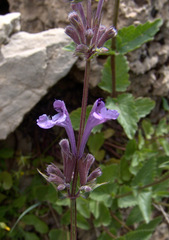 Nepeta cilicia