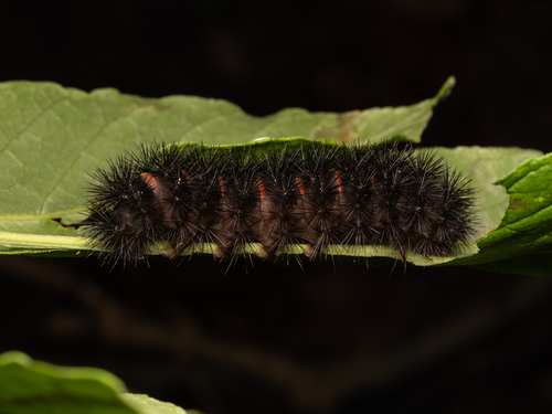 Giant Leopard Moth, photo 2 of 10