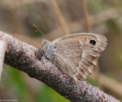 Hyponephele dysdora