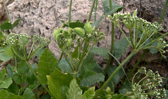 Lecokia cretica