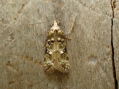 Trachypepla protochlora