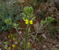 Erysimum smyrnaeum