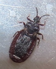 Paraneurus ruandae multifarius