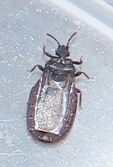 Paraneurus ruandae multifarius