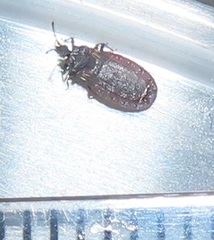 Paraneurus ruandae multifarius