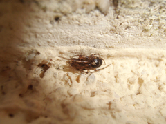 Enoplognatha mandibularis