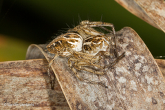 Oxyopes heterophthalmus
