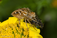 Oxyopes heterophthalmus
