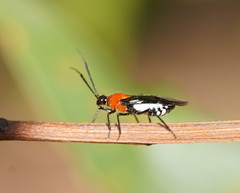 Trilaccus mimeticus