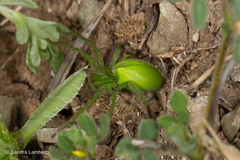 Micrommata