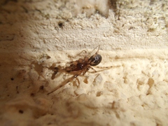Enoplognatha mandibularis