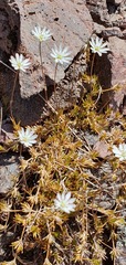Stellaria gracilenta