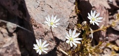 Stellaria gracilenta