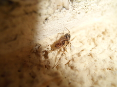 Enoplognatha mandibularis