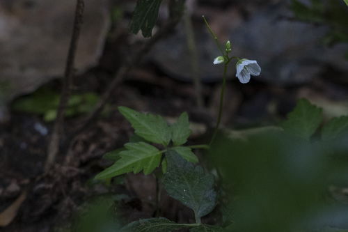 Cardamine africana observed 2025-09-15