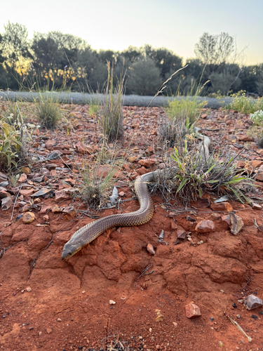 Mulga Snake sighting