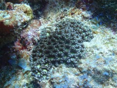 Micromussa indiana