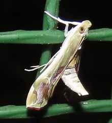 Agathodes musivalis