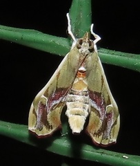 Agathodes musivalis