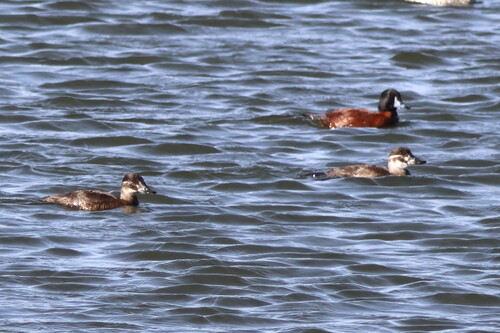 iNaturalist: (c) sharon stanton, some rights reserved (CC BY-NC), uploaded by sharon stanton iNaturalist image