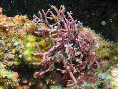 Amphiroa