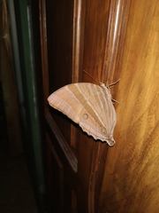 Amathusia