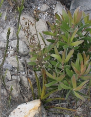 Eulophia bolusii