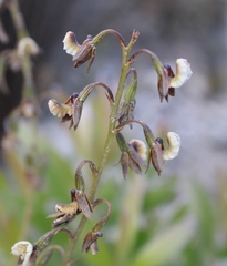 Eulophia bolusii