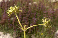 Valerianella dactylophylla