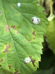 Podosphaera macularis