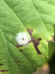 Podosphaera macularis