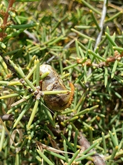 Hakea rugosa