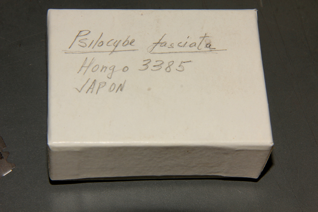 Psilocybe fasciata