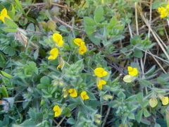 Lotus angustissimus