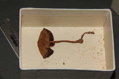 Psilocybe fasciata