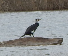 Phalacrocorax carbo