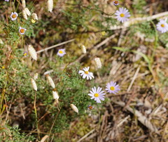 Brachyscome multifida