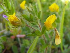 Lotus angustissimus