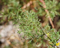 Brachyscome multifida