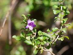 Prostanthera rotundifolia