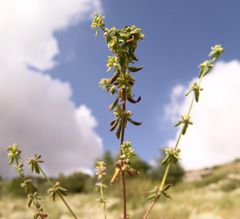 Galium verticillatum