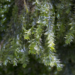 Plagiothecium laetum