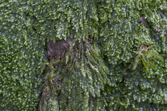 Plagiothecium laetum