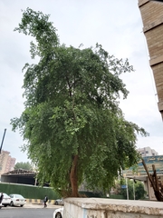 Ziziphus jujuba