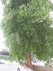 Ziziphus jujuba