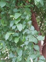 Ziziphus jujuba